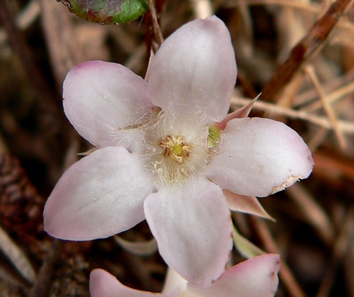 {Epigaea repens}